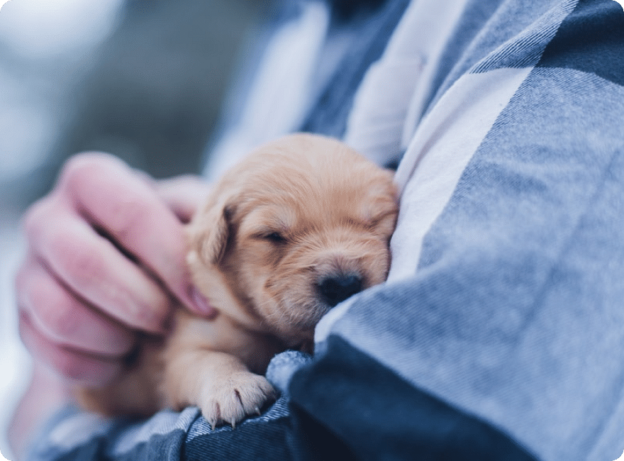 Animal Crowdfunding โ Fundraising For Stray Animals & NGOs - Ketto Animal Crowdfunding โ Fundraising For Stray Animals & NGOs - Ketto